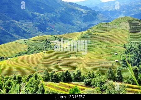 Reisterrassen MuCangChai, Yen Bai, Vietnam - die Jahreszeit des reifen Reises - die Wunder der Bauern Stockfoto