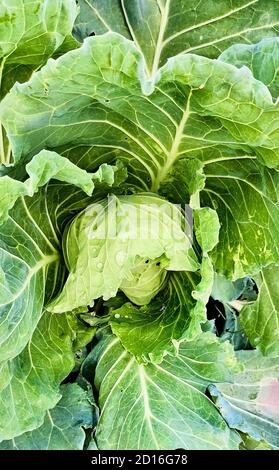 Gemüse. Detail von Kohl. Blick von oben Stockfoto