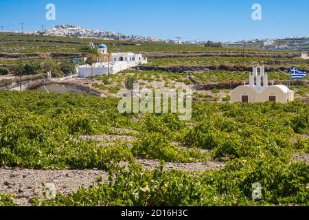 Griechenland, Kykladen, Santorini Insel (Thera oder Thira), Weinberg Stockfoto