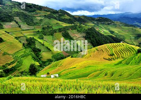 Reisterrassen MuCangChai, Yen Bai, Vietnam - die Jahreszeit des reifen Reises - die Wunder der Bauern Stockfoto