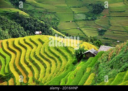 Reisterrassen MuCangChai, Yen Bai, Vietnam - die Jahreszeit des reifen Reises - die Wunder der Bauern Stockfoto