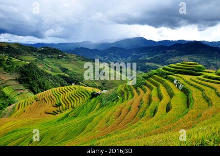 Reisterrassen MuCangChai, Yen Bai, Vietnam - die Jahreszeit des reifen Reises - die Wunder der Bauern Stockfoto