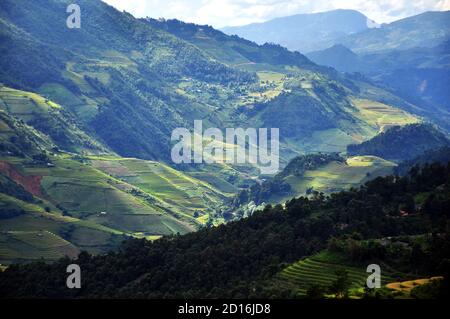 Reisterrassen MuCangChai, Yen Bai, Vietnam - die Jahreszeit des reifen Reises - die Wunder der Bauern Stockfoto