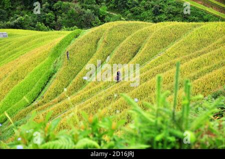 Reisterrassen MuCangChai, Yen Bai, Vietnam - die Jahreszeit des reifen Reises - die Wunder der Bauern Stockfoto