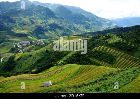 Reisterrassen MuCangChai, Yen Bai, Vietnam - die Jahreszeit des reifen Reises - die Wunder der Bauern Stockfoto