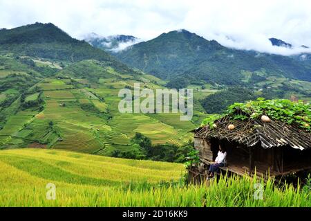 Reisterrassen MuCangChai, Yen Bai, Vietnam - die Jahreszeit des reifen Reises - die Wunder der Bauern Stockfoto