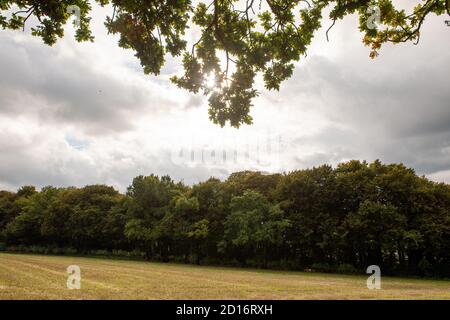 Aylesbury Vale, Großbritannien. Oktober 2020. Der wunderschöne Jones Hill Wood, der Roald Dahl inspiriert haben soll, den fantastischen Roman von Mr Fox Childen zu schreiben. Baumschützer und Umweltaktivisten sind seit Anfang dieses Jahres in den alten Wäldern von Jones Hill Wood ansässig und schützen die Bäume vor dem Fällen durch HS2. HS2 nahm am Donnerstag der vergangenen Woche einen Teil des alten Waldes in Besitz und ist dabei, Baumschützer aus ihren Häusern hoch in den Bäumen zu vertreiben. Quelle: Maureen McLean/Alamy Live News Stockfoto