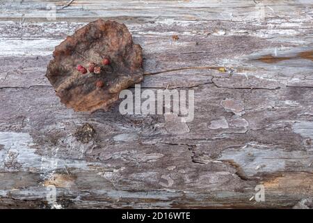 Alte Espenblätter auf Holzhintergrund. Hochwertige Fotos Stockfoto