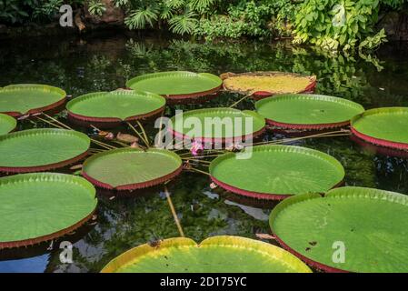 Schwimmende Blätter der riesigen Seerose (Victoria amazonica / Nymphaea victoria / Victoria regia), größte Seerose der Welt Stockfoto