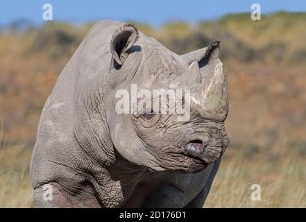 Ostschwarzes Nashorn / Ostafrikanisches Schwarzes Nashorn / Ostafrika Nashorn mit Hakenlippen (Diceros bicornis michaeli) Stockfoto