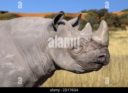 Ostschwarzes Nashorn / Ostafrikanisches Schwarzes Nashorn / Ostafrika Nashorn mit Hakenlippen (Diceros bicornis michaeli) Stockfoto