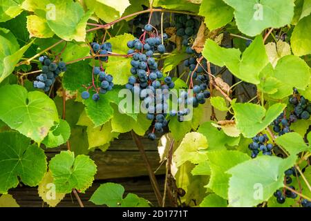 Ein Strauß wilder Trauben hängt vom Ast. Stockfoto