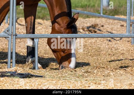 Schönes rotbraunes Pferd in einem Metallhorsekasten, Kopf zum Boden abgesenkt, um Heu zu essen, schwarzer Zaumzeug auf der linken Seite des Bildes, bei Tag, ohne pe Stockfoto