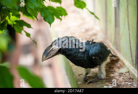 Der Rohrschnabel schaut nach unten Stockfoto