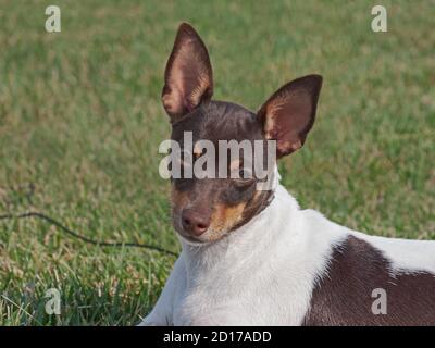 Nahaufnahme Kopf Porträt eines schönen Schokolade dreifarbigen Spielzeug Fuchs terrier Hund liegt auf einem verschwommenen grünen Gras Hintergrund Stockfoto