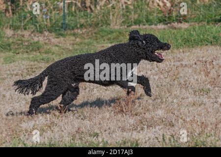 Ein junger schwarzer portugiesischer Wasserhund läuft freudig in einem Weide in einem Welpen Schnitt auf einem verschwommenen Hintergrund gepflegt Stockfoto