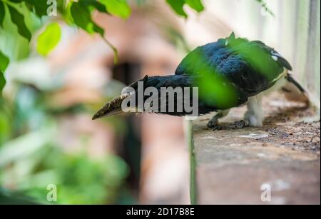 Der Rohrschnabel schaut nach unten Stockfoto