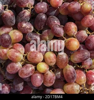 Nahaufnahme Makro von üppig aussehenden roten israelischen Tafeltrauben in einem quadratischen Format mit verschiedenen Schattierungen von rot, grün, lila und gelb Stockfoto