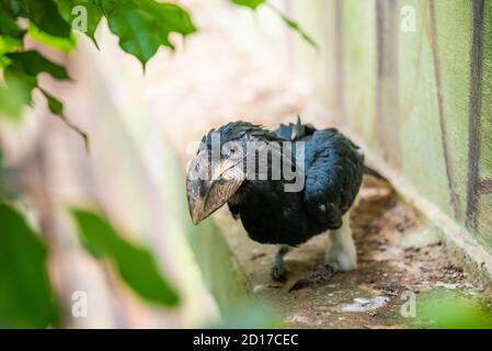 Der Rohrschnabel schaut nach unten Stockfoto