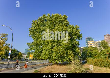 Älteste Plantane Berlin, Imperial Platane, Potsdamer Straße, Tiergarten, Mitte, Berlin, Deutschland, Aelteste Plantane Berlins, Kaiser-Platane, Potsdamer Str Stockfoto