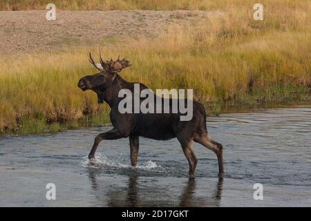 Ein Bullenelch, Alces Alces, überquert den Madison River im Yellowstone National Park in Wyoming. Stockfoto