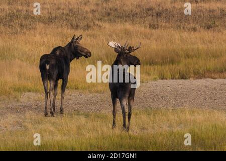 Ein Stier und eine Kuh Elch, Alces alces, im Yellowstone National Park in Wyoming. Stockfoto