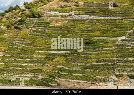 Visperterminens höchster Weinberg Europas Visp, Schweiz Stockfoto