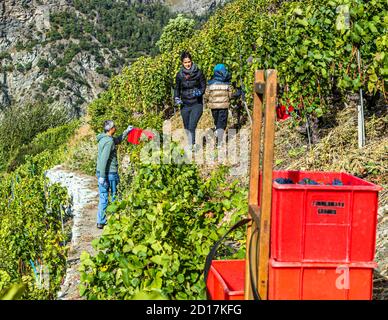 Visperterminens höchster Weinberg Europas Visp, Schweiz. Ende September ist die Weinlese in den kleinen Parzellen. Dafür kommen die Familien zusammen und jeder hilft. Hier wird gerade Pinot Noir geerntet Stockfoto
