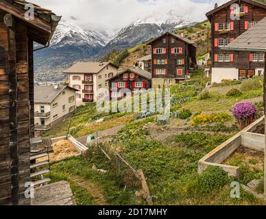 Wanderung über den Weinweg von Visperterminen nach Visp, Wallis, Schweiz. Visperterminen liegt 1,170 Meter entfernt. Das Dorf ist übersät mit alten Häusern und Scheunen. Einige von ihnen sind heute kleine Museen und zeigen, wie die Bewohner von Visperterminen, die sich Terbiner nennen, vor etwa 150 Jahren lebten. Stockfoto