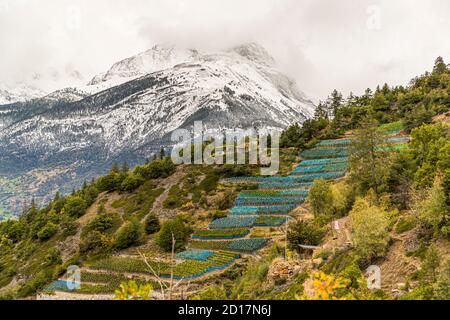 Visperterminens höchster Weinberg Europas Visp, Schweiz. Es ist Ende September und die letzten Tage der Weinlese. Auf den Bergen liegt der erste Neuschnee. Die Trauben werden mit Netzen geschützt Stockfoto