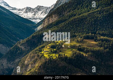 Safranernte und Verarbeitung in Mund, Naters, Schweiz Stockfoto