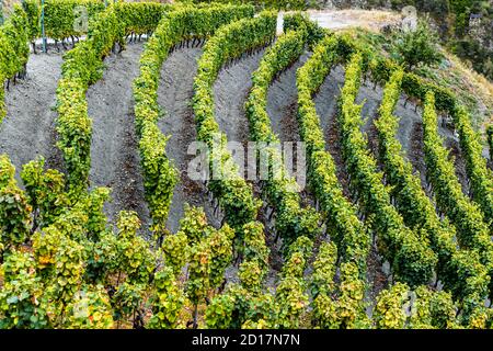 Visperterminens höchster Weinberg Europas Visp, Schweiz. Einzigartige Kulturlandschaft. Im höchsten Weinberg Europas gedeihen Heida, Johannisberg, Fendant, Resi, Pinto Noir, Dole und Dole Blanche. Stockfoto