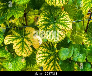 Visperterminens höchster Weinberg Europas Visp, Schweiz Stockfoto