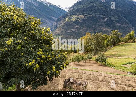 Safranernte und Verarbeitung in Mund, Naters, Schweiz Stockfoto