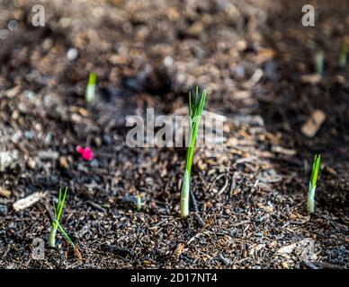 Safranernte und Verarbeitung in Mund, Naters, Schweiz Stockfoto