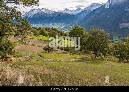 Safranernte und Verarbeitung in Mund, Naters, Schweiz Stockfoto