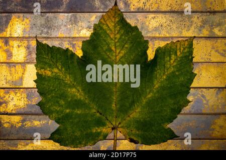 Ahornblatt auf Kupferstangen Hintergrund Stockfoto
