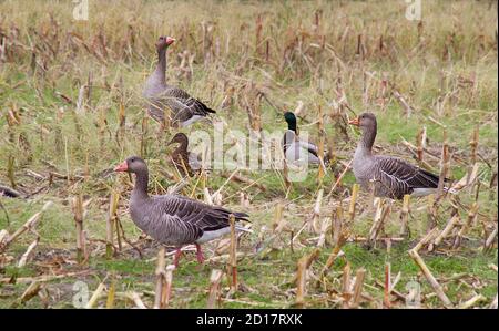 Graugänse und Mallards auf einem Maisstoppelfeld Stockfoto