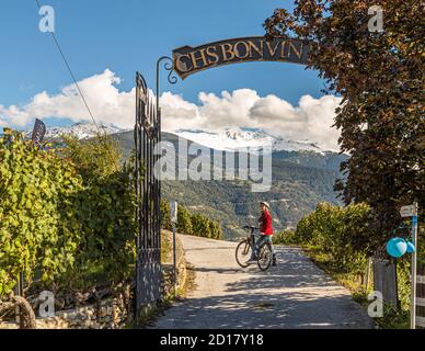 Weingut Bonvin in Sion, Schweiz. E-Bike-Tour mit kulinarischen Stopps durch die steilen Weinberge von Les Celliers de Sion Stockfoto