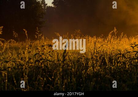 Früh am Morgen, im Morgengrauen. Dichter mystischer Nebel über einem grünen Wald. Saftiges Gras. Stockfoto