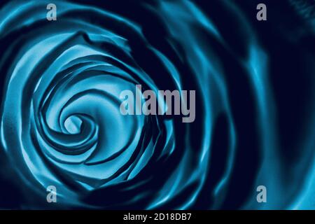 Eine Makroaufnahme einer Rose (Rosa) wird in eine negative, ISS spiralartige Natur verwandelt Stockfoto