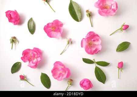 Blumenmuster aus Köpfen und Knospen von Rosen und Blättern auf weißem Hintergrund. Rosenblätter sind wie Herzen. Draufsicht und Vollformat. Stockfoto