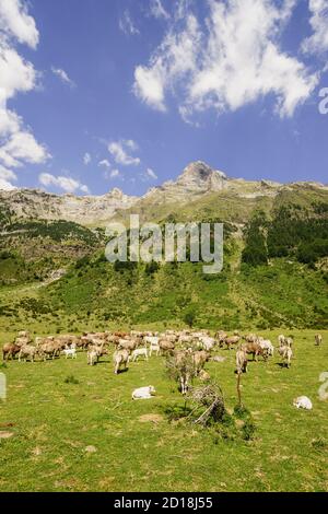 Rebaño de vacas, Camino de los Llanos de la Larri, Pirineo Aragones, Huesca, Spanien. Stockfoto