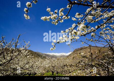 Cerezos en Flor -Prunus cerasus-, laderas de Piornal, valle del Jerte, Cáceres, Extremadura, Spanien, europa Stockfoto