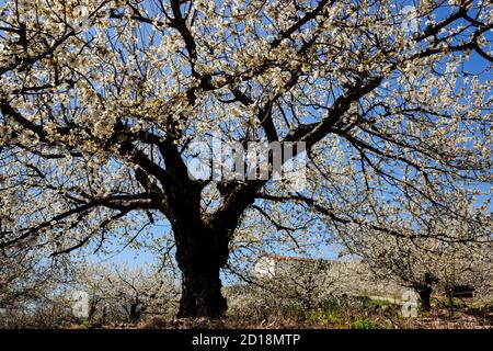 Cerezos en Flor -Prunus cerasus-, Jerte, valle del Jerte, Cáceres, Extremadura, Spanien, europa Stockfoto