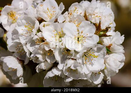 Cerezos en Flor -Prunus cerasus-, Jerte, valle del Jerte, Cáceres, Extremadura, Spanien, europa Stockfoto