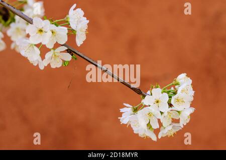 Cerezos en Flor -Prunus cerasus-, Jerte, valle del Jerte, Cáceres, Extremadura, Spanien, europa Stockfoto