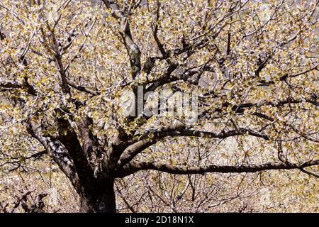 Cerezos en Flor -Prunus cerasus-, Jerte, valle del Jerte, Cáceres, Extremadura, Spanien, europa Stockfoto