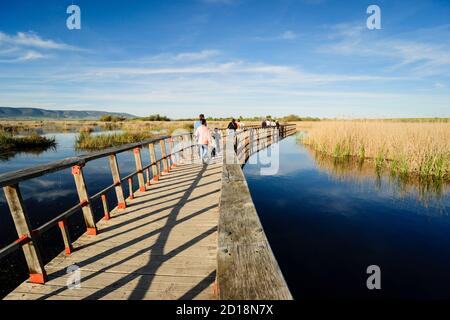 parque nacional Tablas de Daimiel, Ciudad Real, Castilla-La Mancha, españa, europa Stockfoto