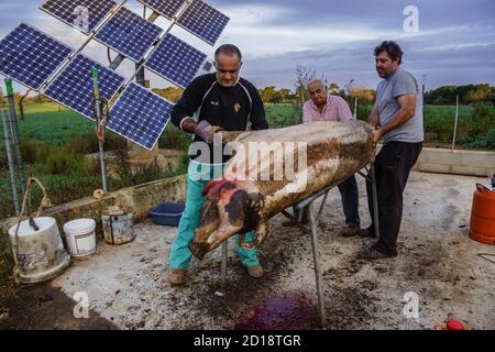 Limpieza del Animal, matanza tradicional del cerdo, llucmajor, Mallorca, islas baleares, Spanien Stockfoto